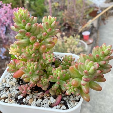 Sedum Rubrotinctum Variegata