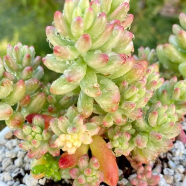 Sedum Rubrotinctum Variegata