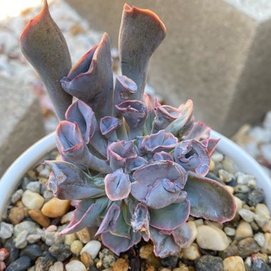 Echeveria Trumpet Pinky 