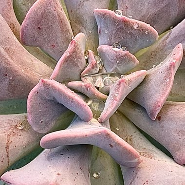 Echeveria Cubic Frost