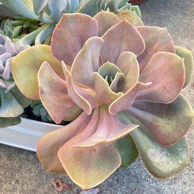 Echeveria Lolita