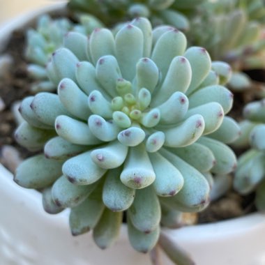 Graptopetalum Pachyphyllum