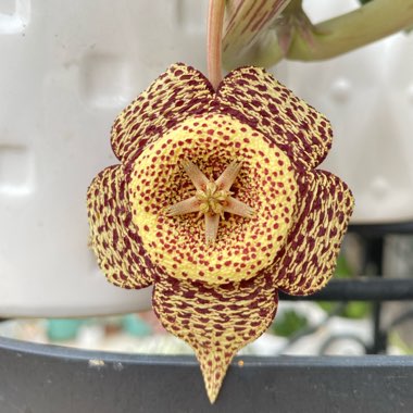 Stapelia Variegata