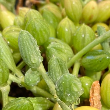 Curio Herreanus syn. Senecio Herreanus