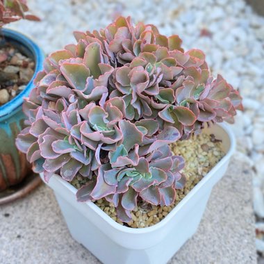 Echeveria Blue Curls Crested