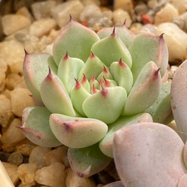 Echeveria Cuspidata var. Zaragozae