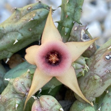 Stapelia Procumbens (Huernia Procumbens)