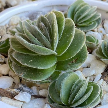 Crassula Tomentosa var. Glabrifolia