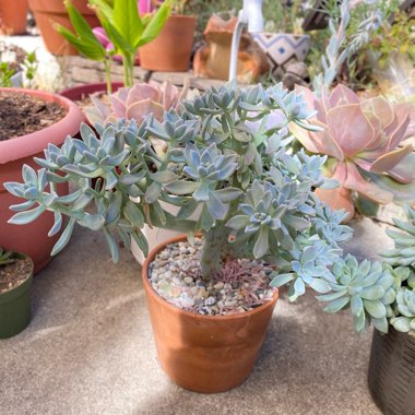 Graptopetalum Paraguayense Crested 