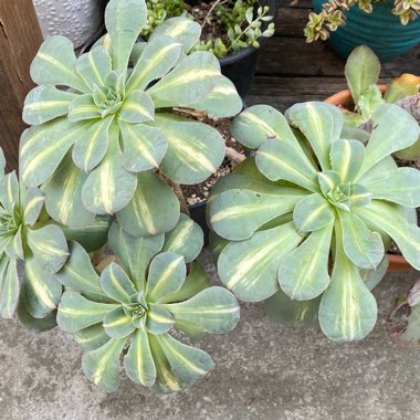 Aeonium Starburst