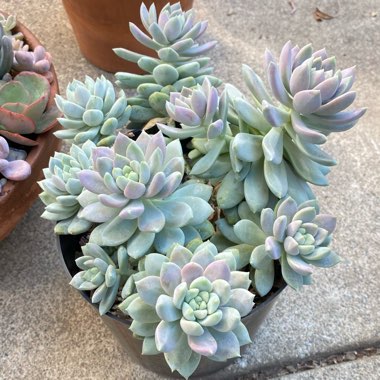 xSedeveria Lilac Mist