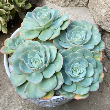 Echeveria Atlantis