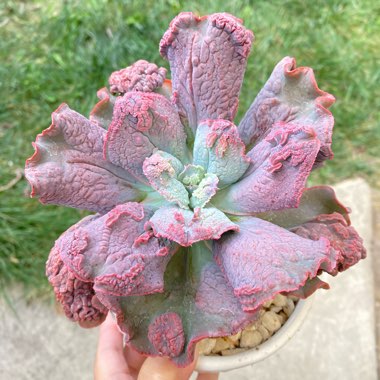 Echeveria Linguas