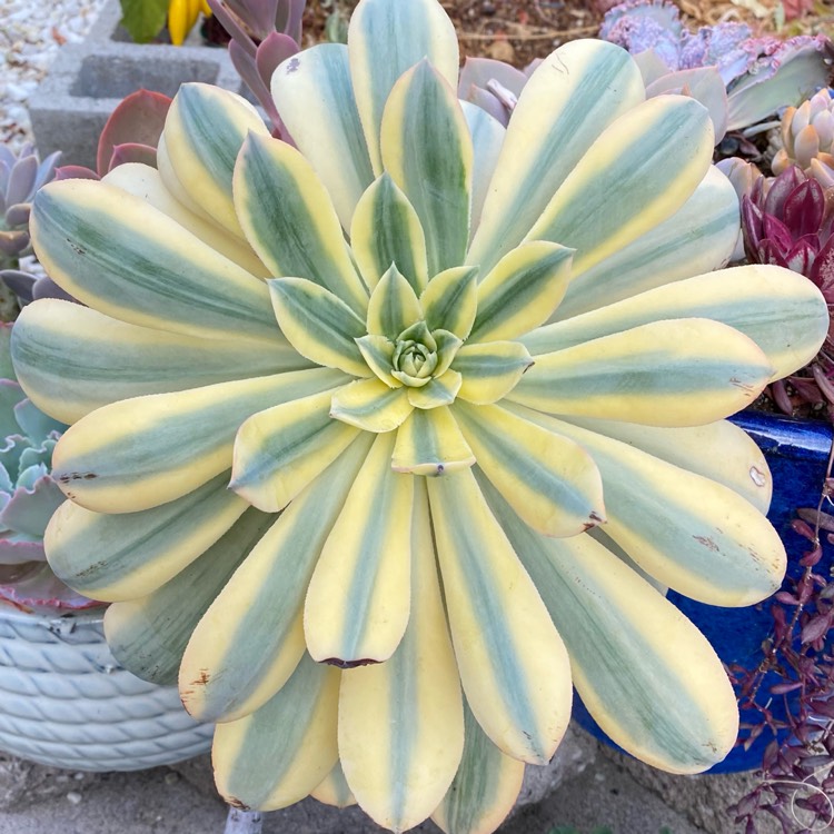 Plant image Aeonium Sunburst