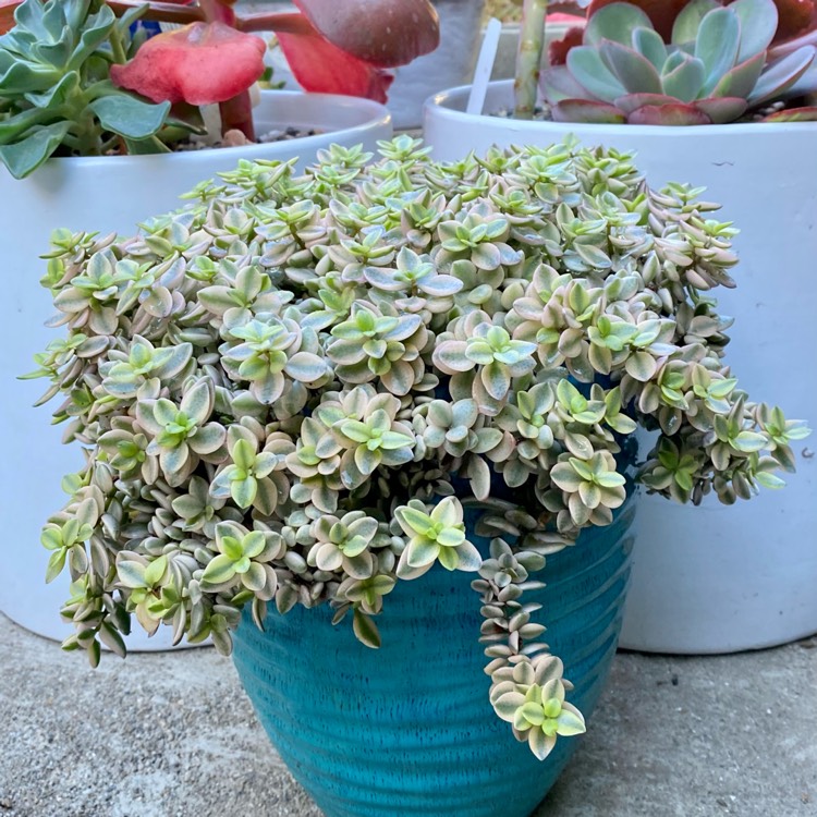 Plant image Crassula Volkensii f. Variegata