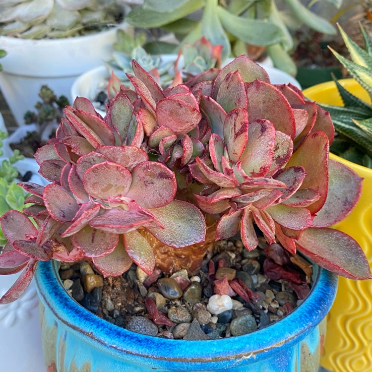 Plant image Echeveria Fimbriata