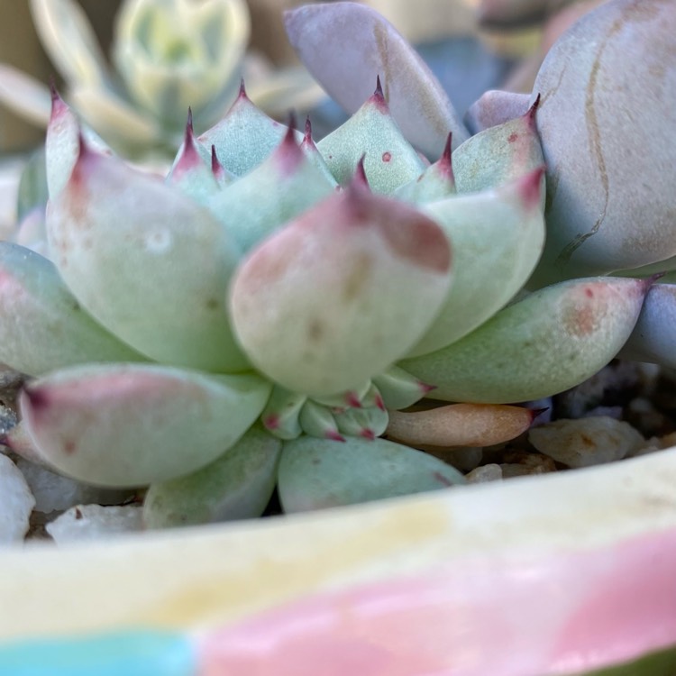 Plant image Echeveria Cuspidata var. Zaragozae