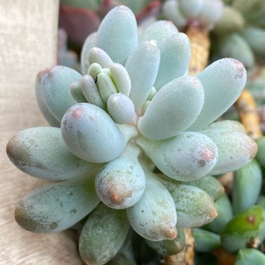 Pachyphytum machucae