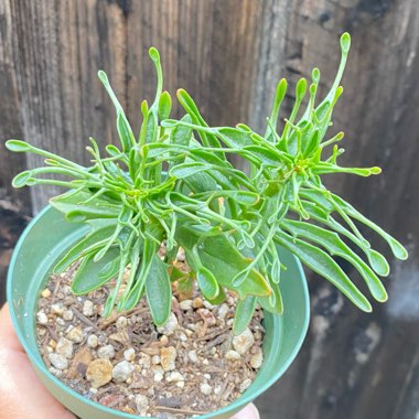 Kalanchoe Laciniata