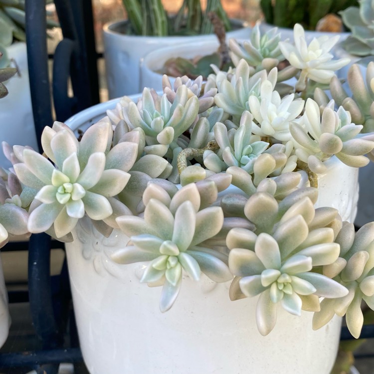 Plant image Graptopetalum Mirinae Variegata