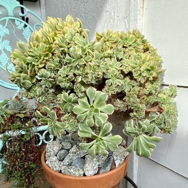 Aeonium Sunburst cristata