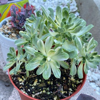 Aeonium Suncup