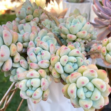 Sedum Clavatum