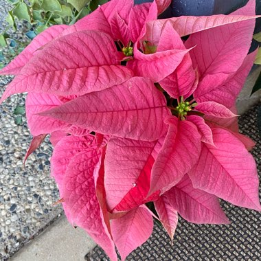 Euphorbia pulcherrima 'Bonpripicom' (Princettia Series) syn. Euphorbia pulcherrima 'Princettia Hot Pink'