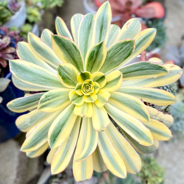 Plant image Aeonium Sunburst