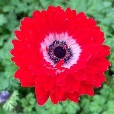 Papaver