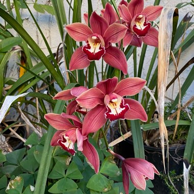 Cymbidium