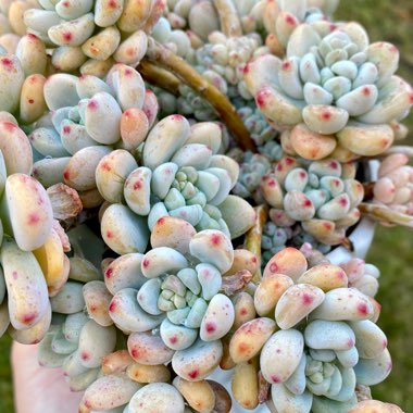 Sedum Clavatum