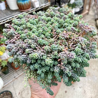 Sedum Dasyphyllum Minor