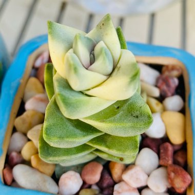 Crassula Moonglow Variegata