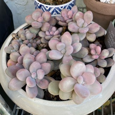 Graptopetalum Amethystinum