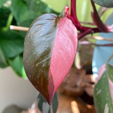 Philodendron 'Pink Princess' syn. Philodendron erubescens 'Pink Princess'