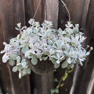 Kalanchoe Pumila