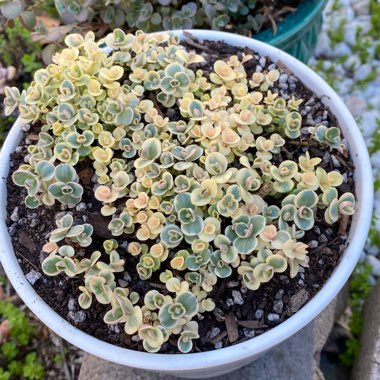 Sedum 'Sunsparkler Lime Twister'