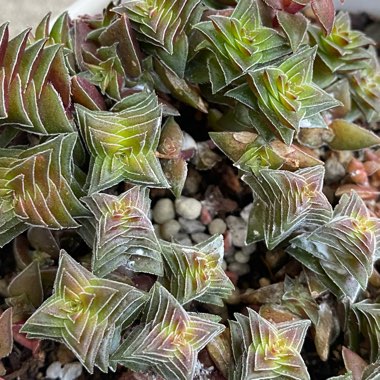 Crassula Capitella ssp. Thyrsiflora