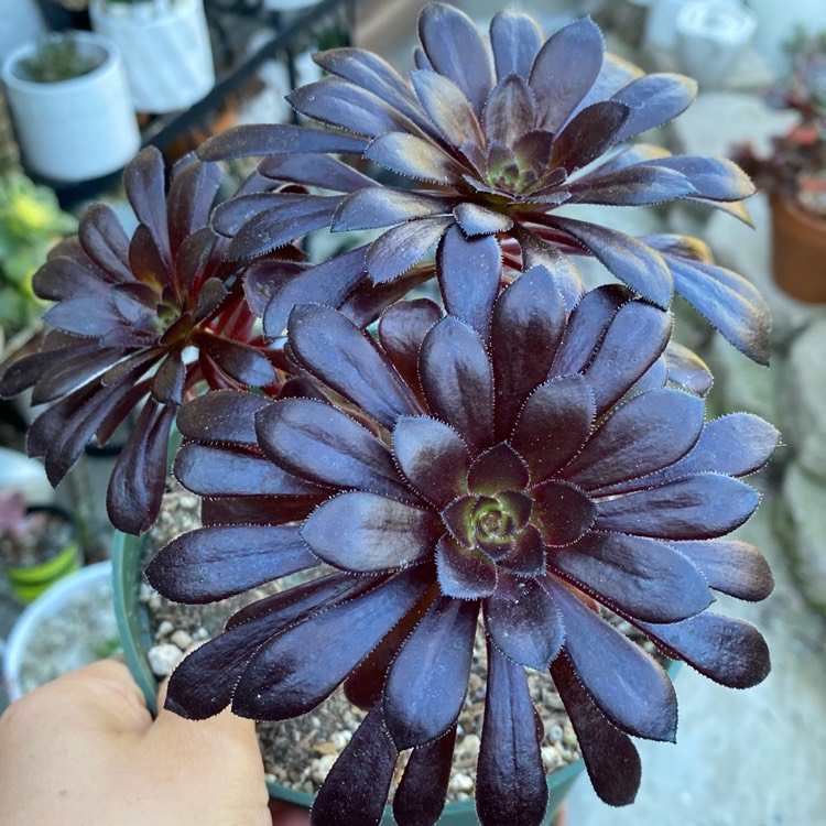 Plant image Aeonium Schwarzkopf