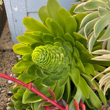 Aeonium Urbicum