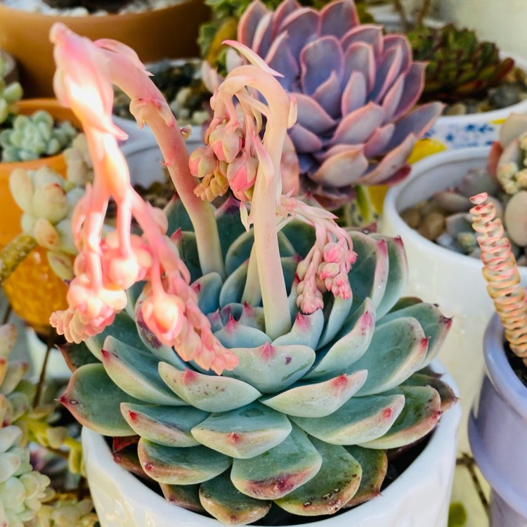 Plant image Echeveria Chihuahuaensis x Colorata Lindsayana