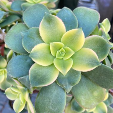 Aeonium Haworthii Dreamcolour