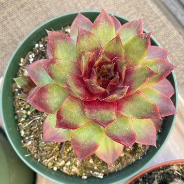 Sempervivum Gold Nugget