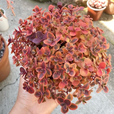 Sedum 'Wildfire'