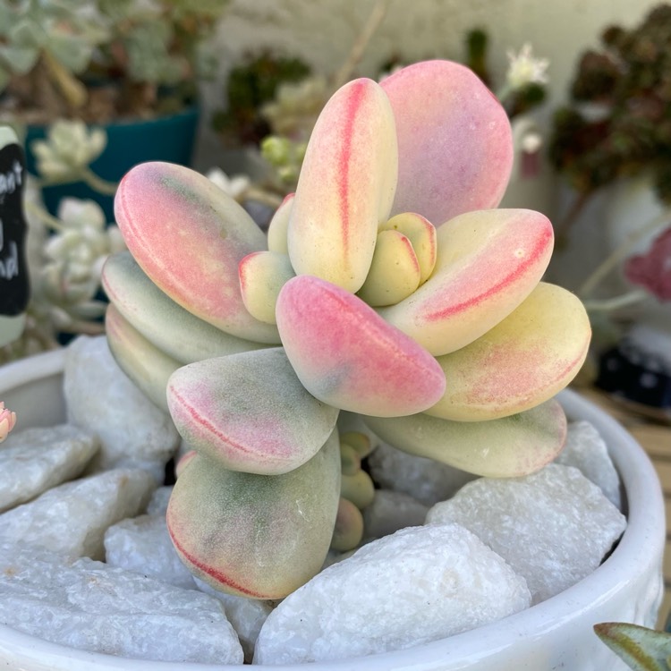 Plant image Cotyledon Orbiculata CV Fukushima variegated