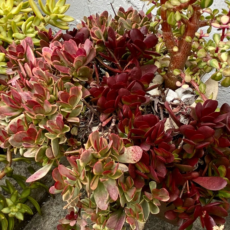 Plant image Crassula platyphylla variegated