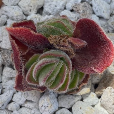 Crassula Tomentosa var. Glabrifolia