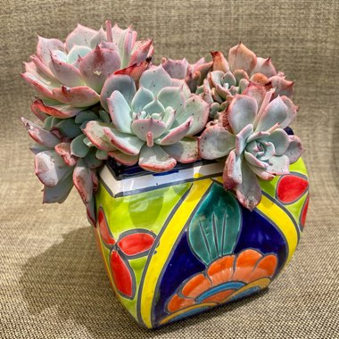 Echeveria Laulensis