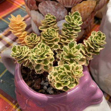 Sedum Takesimense Atlantis